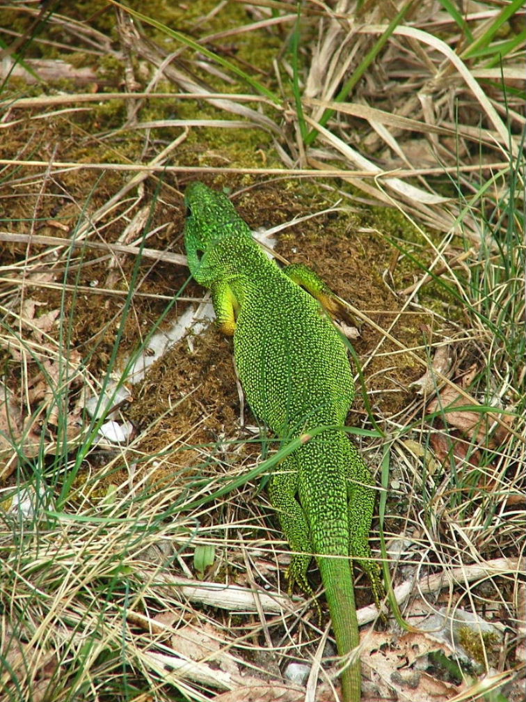 Lacerta viridis ??